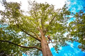 Best Tree Removal  in Rochester, IL