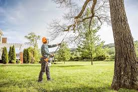 How Our Tree Care Process Works  in  Rochester, IL