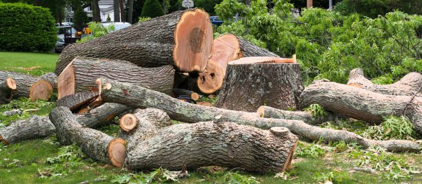 Best Lot and Land Clearing  in Rochester, IL