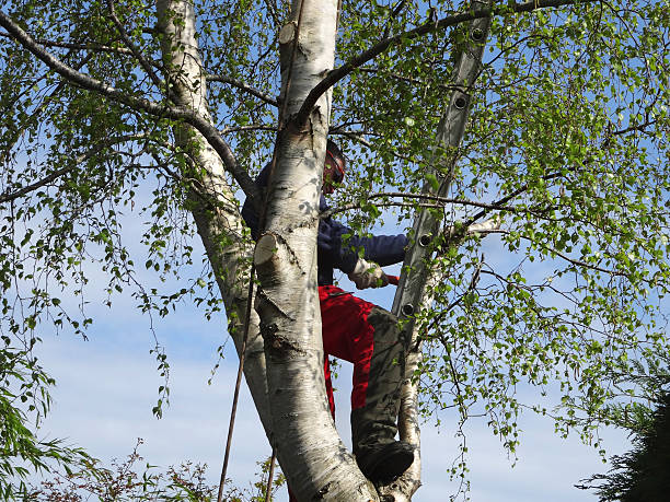 Rochester, IL Tree Care Company