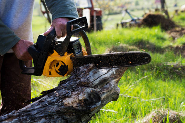 How Our Tree Care Process Works  in  Rochester, IL
