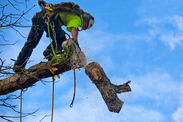 Best Tree Mulching  in Rochester, IL