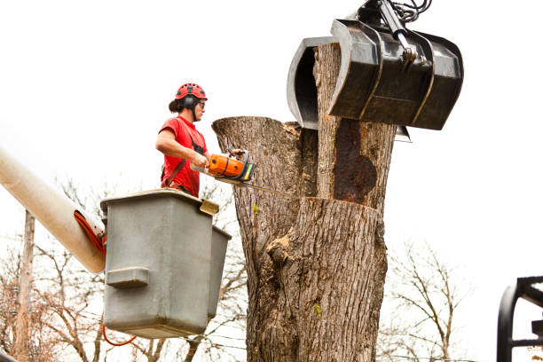Best Firewood Processing and Delivery  in Rochester, IL